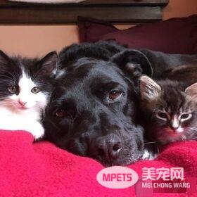 狗妈妈因为猫朋友 开启了爱猫生涯