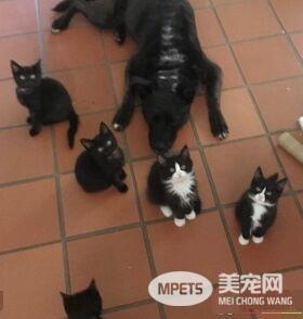 狗妈妈因为猫朋友 开启了爱猫生涯