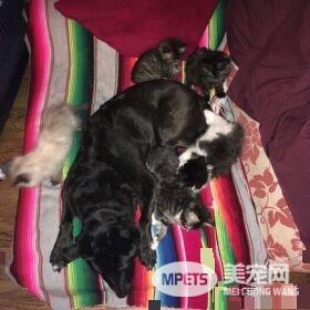 狗妈妈因为猫朋友 开启了爱猫生涯