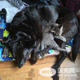 狗妈妈因为猫朋友 开启了爱猫生涯