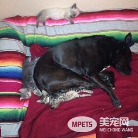 狗妈妈因为猫朋友 开启了爱猫生涯