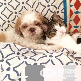 狗狗从汪星移民到喵星 变身超级奶爸