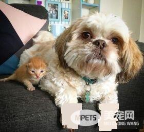 狗狗从汪星移民到喵星 变身超级奶爸