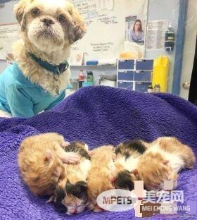 狗狗从汪星移民到喵星 变身超级奶爸