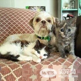 狗狗从汪星移民到喵星 变身超级奶爸