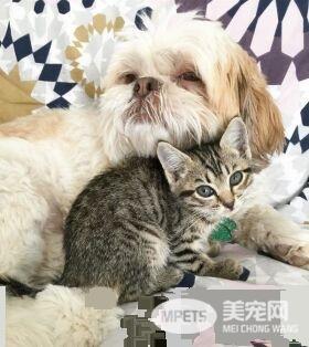 狗狗从汪星移民到喵星 变身超级奶爸