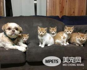 狗狗从汪星移民到喵星 变身超级奶爸