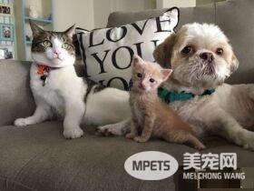 狗狗从汪星移民到喵星 变身超级奶爸