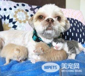 狗狗从汪星移民到喵星 变身超级奶爸