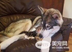 狗狗的分离焦虑症 被治愈力超强的喵星人治好