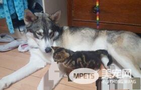 狗狗的分离焦虑症 被治愈力超强的喵星人治好