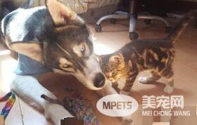 狗狗的分离焦虑症 被治愈力超强的喵星人治好