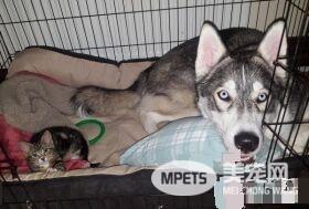 狗狗的分离焦虑症 被治愈力超强的喵星人治好