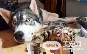 狗狗的分离焦虑症 被治愈力超强的喵星人治好