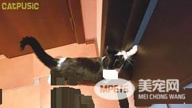 超贴心网红猫咪 每天吻醒猫奴把拔