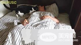 超贴心网红猫咪 每天吻醒猫奴把拔