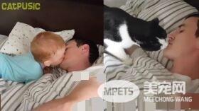 超贴心网红猫咪 每天吻醒猫奴把拔