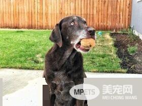 13年不合的猫狗突然破冰成友 其因超暖心