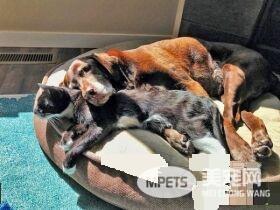 13年不合的猫狗突然破冰成友 其因超暖心