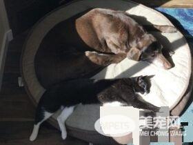 13年不合的猫狗突然破冰成友 其因超暖心