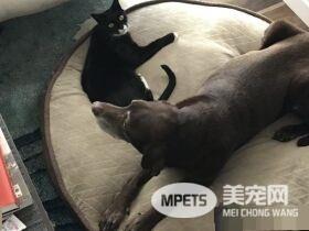 13年不合的猫狗突然破冰成友 其因超暖心