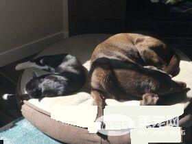 13年不合的猫狗突然破冰成友 其因超暖心