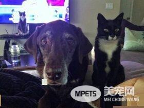 13年不合的猫狗突然破冰成友 其因超暖心
