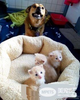 暖心治疗犬搭救落难喵 贴心照顾当代理把拔