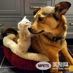 暖心治疗犬搭救落难喵 贴心照顾当代理把拔
