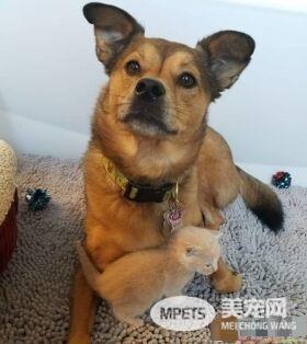 暖心治疗犬搭救落难喵 贴心照顾当代理把拔