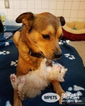 暖心治疗犬搭救落难喵 贴心照顾当代理把拔