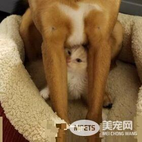 暖心治疗犬搭救落难喵 贴心照顾当代理把拔