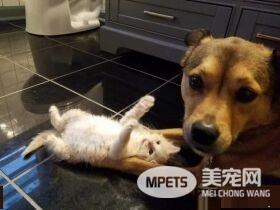 暖心治疗犬搭救落难喵 贴心照顾当代理把拔