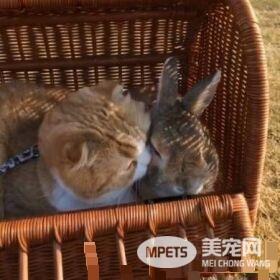 猫兔之友情 贴心猫咪温柔陪伴兔兔
