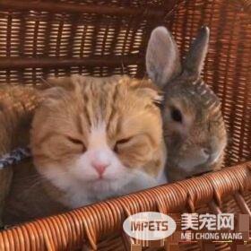 猫兔之友情 贴心猫咪温柔陪伴兔兔