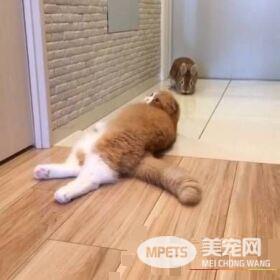 猫兔之友情 贴心猫咪温柔陪伴兔兔