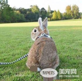 猫兔之友情 贴心猫咪温柔陪伴兔兔