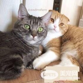 猫兔之友情 贴心猫咪温柔陪伴兔兔