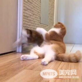 猫兔之友情 贴心猫咪温柔陪伴兔兔