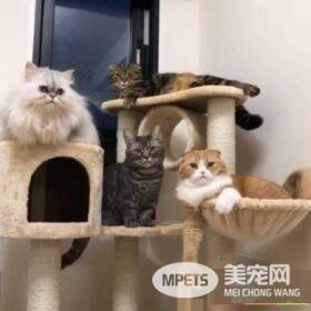 猫兔之友情 贴心猫咪温柔陪伴兔兔