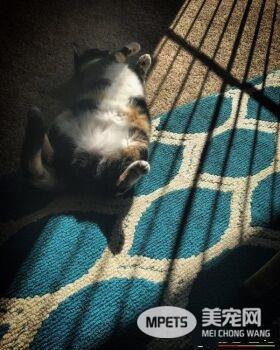 男子入收容所想收编狗狗 却意外变猫奴