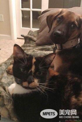 男子入收容所想收编狗狗 却意外变猫奴