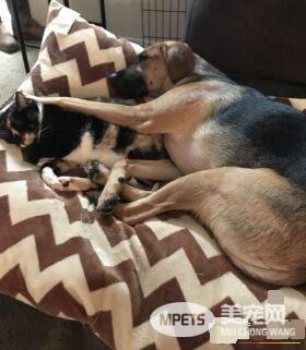 男子入收容所想收编狗狗 却意外变猫奴