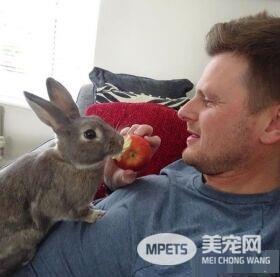 对动物无感外国男子 被温柔兔子暖化为粉丝