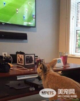 对动物无感外国男子 被温柔兔子暖化为粉丝