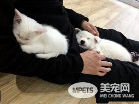 狗狗想找伴 遇见命中注定的好朋友