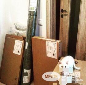 狗狗想找伴 遇见命中注定的好朋友