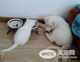 狗狗想找伴 遇见命中注定的好朋友