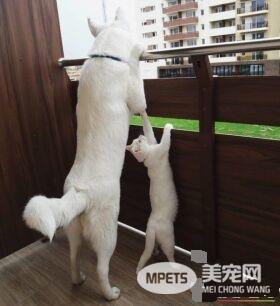 狗狗想找伴 遇见命中注定的好朋友