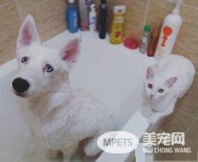 狗狗想找伴 遇见命中注定的好朋友